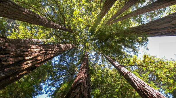 Best Tree Preservation Services  in Pleak, TX