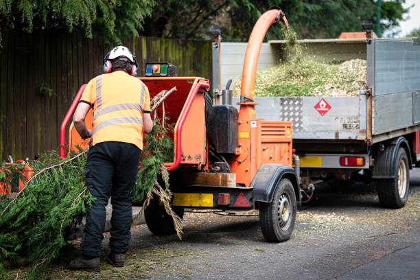 Best Tree Mulching  in Pleak, TX