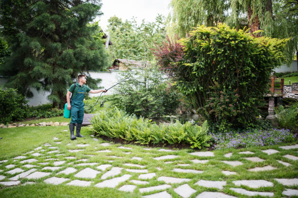 Best Lawn Disease Treatment  in Pleak, TX
