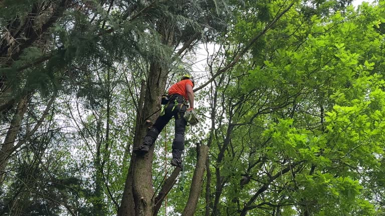 How Our Tree Care Process Works  in  Pleak, TX