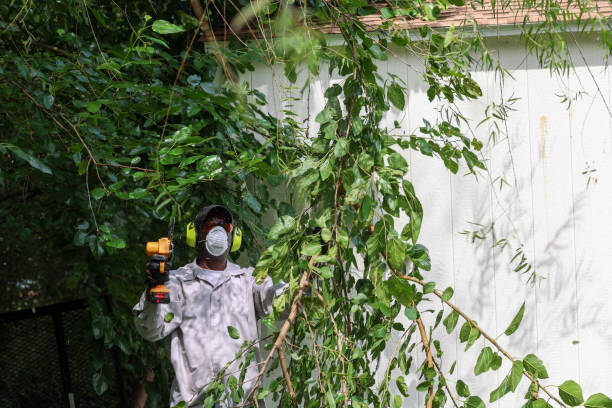 Tree and Shrub Care in Pleak, TX